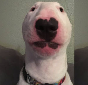 Meet your Posher, Adalia